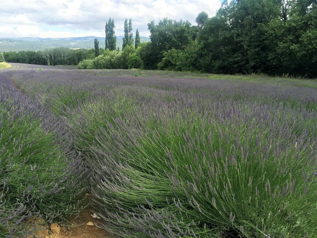 Le Chant Du Coeur Roussillon en Isere Esterno foto
